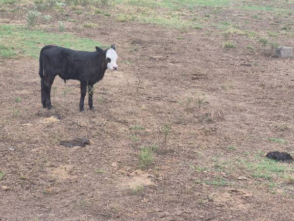 Bottle calf 1