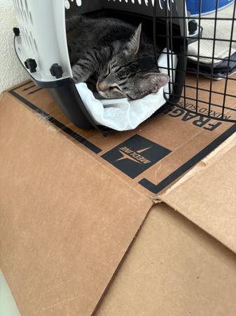 Tres gatos gratis para buen hogar/hogares (Las Cruces)63693560655617122
