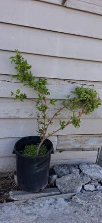 Apple Tree 1