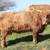 AHCA Registered Scottish Highland Bull Calf 4 thumbnail