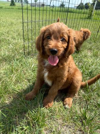 Mini/Petite Goldendoodle pups - $80062927914037891122