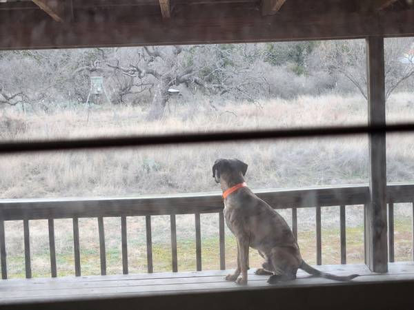 Dog for rehoming (Buchanan dam)64141766876674124