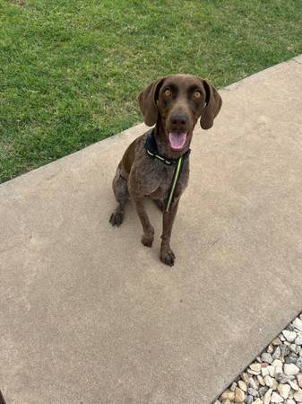 German Shorthair Pointer 1