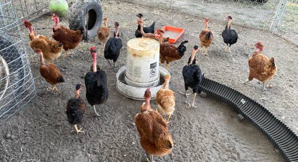 Chickens 1