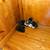 4 kittens for sale 2 thumbnail