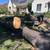 ____TREE SERVICE, REMOVAL, TRIMMING, STUMP & LANDSCAPE MAINTENANCE____ 6 thumbnail