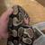 Adult female yellow belly poss het pied ball python 2 thumbnail