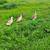 Welsh Harlequin Duck Pair 1 thumbnail