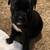 8 week American bully puppies looking for their forever homes! 9 thumbnail