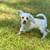 Schnoodles! 10 thumbnail