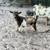 Nigerian dwarf goats 2 thumbnail