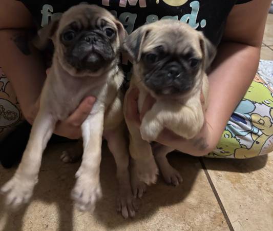 Pug (Compton)63893601132034120