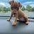 Min pin puppy 4 thumbnail