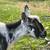 Nigerian dwarf does,  not registered. 2 thumbnail