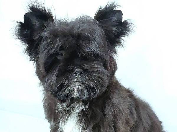 Yorkie negro Kb (Byhalia)