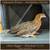 Started Pullets, Female Chicks, Turkeys, Geese, Guineas 3 thumbnail