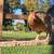 Chickens 1 thumbnail
