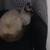 Siamese cat rehoming 3 thumbnail