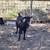 Nigerian Dwarf goats- 2 babies, 1 nanny, 3 bucks 11 thumbnail