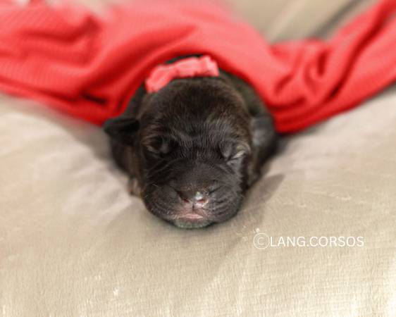 Cane corso puppy for rehoming (male) brindle (Amity)63902986980611122