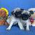 Pug pups 6 thumbnail
