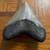 Fossil Shark Tooth Sale Every Day from 1-5pm in Turlock 4 thumbnail