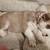 Siberian-huskys 12 thumbnail