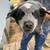 Blue heeler pups 5 thumbnail
