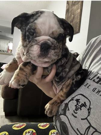 English Bulldog females (Pearland)63859316086017124