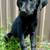 Labrador 4 thumbnail