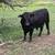 BLACK ANGUS BULLS!! 1 thumbnail