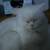 Persian Ragmuffin mix kitten Female 21 thumbnail