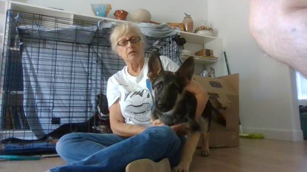 Rehoming German Sheppard about 4 months old. 1