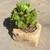 Aeonium Succulant Plant 2 thumbnail
