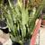 Sansevieria plant( Snake plant or Mother in law plant) 1 thumbnail