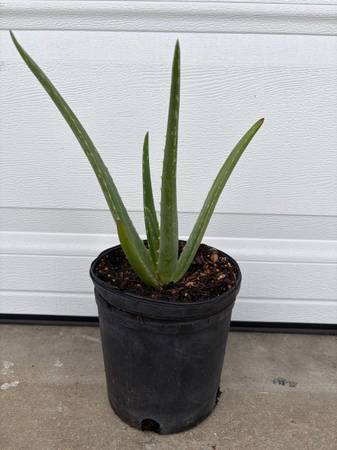Aloe Vera Plant 1