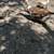 Ducks 6 thumbnail