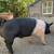 Boars & Gilts 4 thumbnail