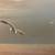 Original Oil Painting Wesselmann 4 thumbnail