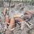 Red Wattle Piglets 7 thumbnail