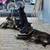 Belgian Malinois 13 thumbnail