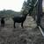 Goats for sale 15 thumbnail