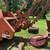 Ditch Witch Trencher 5010 Deisel 6 Way Blade Heavy Equipment 5 thumbnail