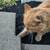 Lost cat sighting 6 thumbnail
