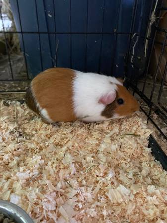 Guinea pig babies (East Corinth)63373486927619124