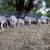Sheep-Ram lambs 5 thumbnail
