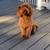 2 puppies left  there is mom and dad in the picture 5 thumbnail