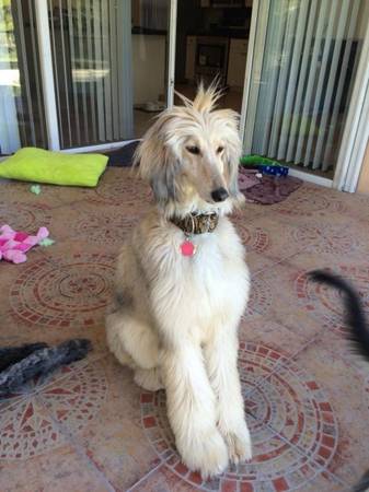? Afghan Hound for Adoption – Elegant & Loving ? (Midland)63927795601410121