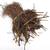 Bare Root Strawberry Plants - Pre Order for Fall Planting 1 thumbnail