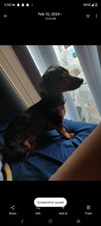 Lost Dog 1